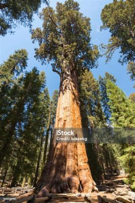 A Árvore Gigante de General Sherman: Tesouro Natural da Califórnia e Maravilha Silvestre!