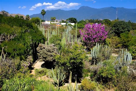 Jardín Botánico Regional de Oaxaca! Uma Odisseia Tropical e um Refúgio da Agitação Urbana